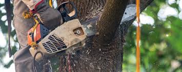 Best Emergency Tree Removal  in Bear Valley Springs, CA