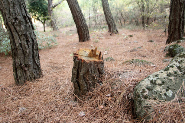 How Our Tree Care Process Works  in  Bear Valley Springs, CA