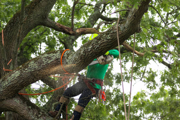 Reliable Bear Valley Springs, CA Tree Services Solutions