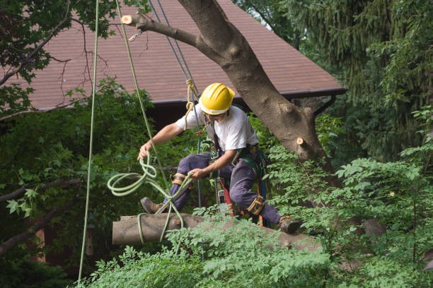 Lawn Renovation and Restoration in Bear Valley Springs, CA