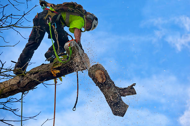 Best Seasonal Cleanup  in Bear Valley Springs, CA